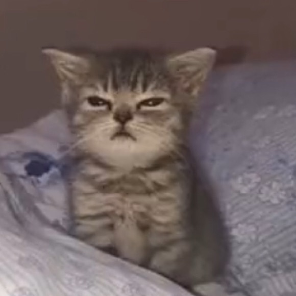 Meet your Posher, Janus - Picture 1 of 1